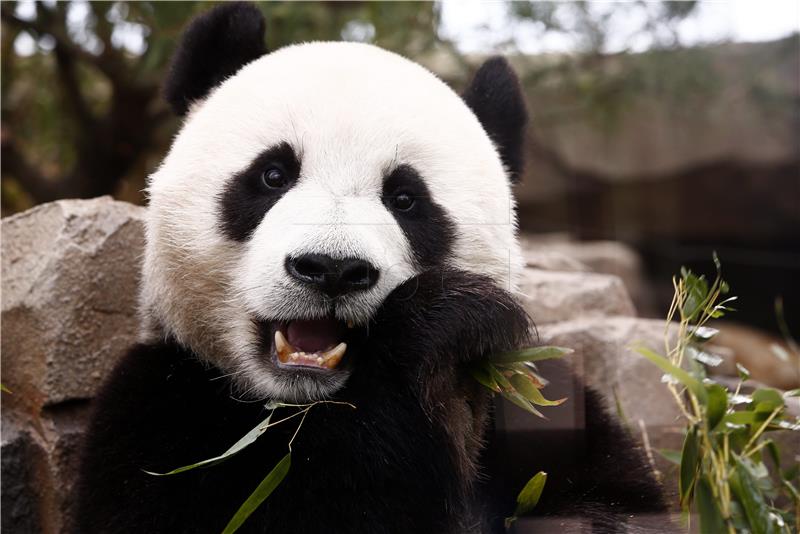 SOUTH KOREA ANIMALS PANDAS