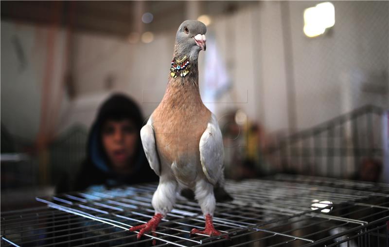 epaselect MIDEAST ISRAEL PALESTINIANS GAZA PIGEONS EXHIBITITION