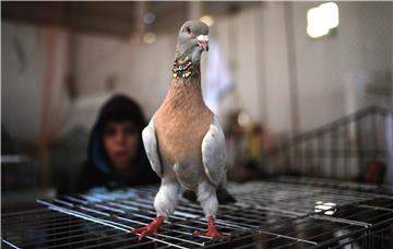 epaselect MIDEAST ISRAEL PALESTINIANS GAZA PIGEONS EXHIBITITION