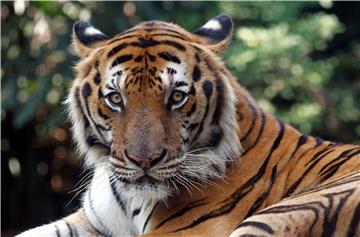 FILE THAILAND TIGERS POPULATION RISE