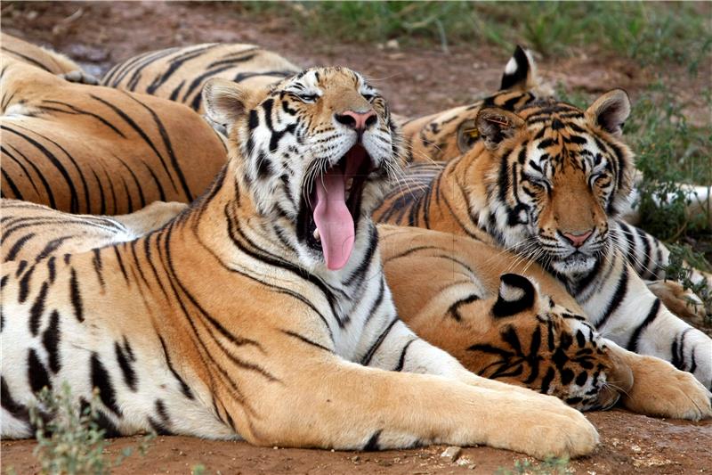 FILE CHINA TIGERS POPULATION RISE