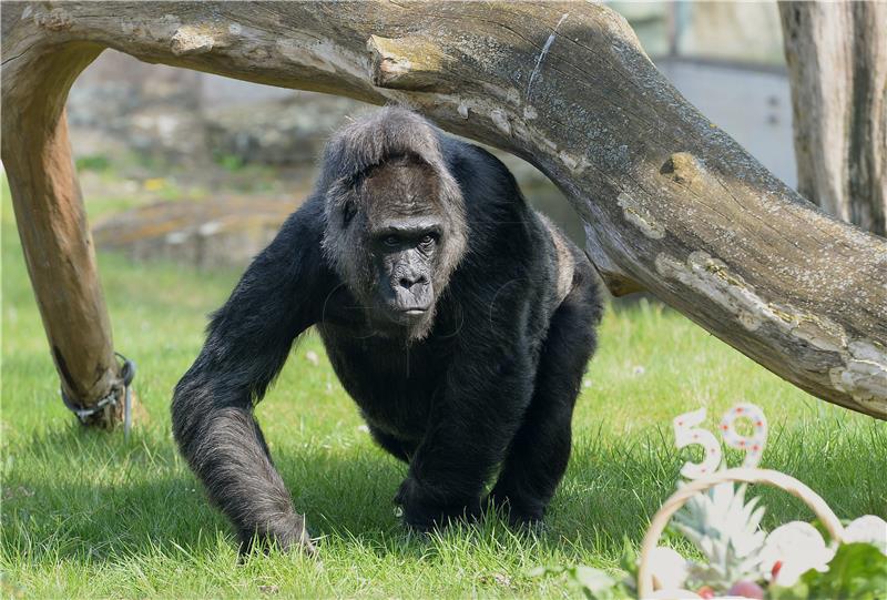 GERMANY ANIMALS