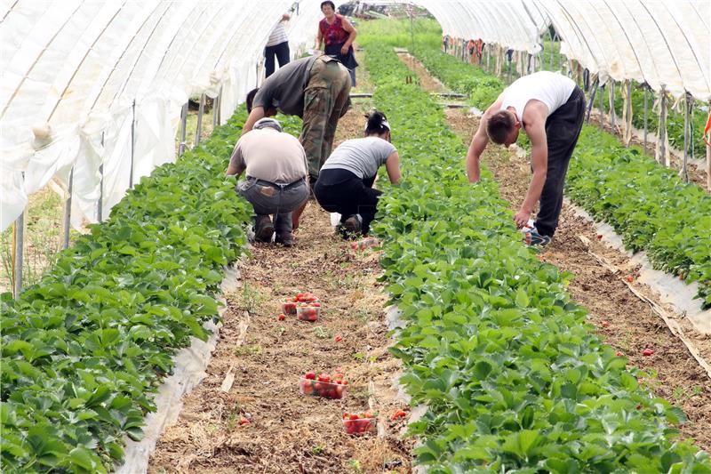 U Vrgorcu za vikend počinje berba jagoda