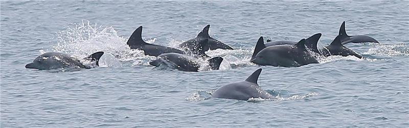 KOREA DOLPHINS