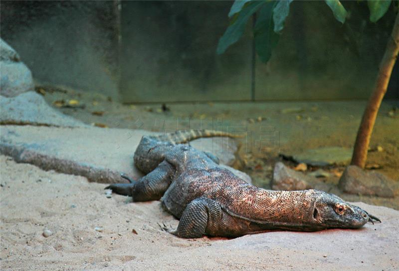 "Zmaj" stigao u zagrebački ZOO i postao prvi pripadnik svoje vrste u Hrvatskoj