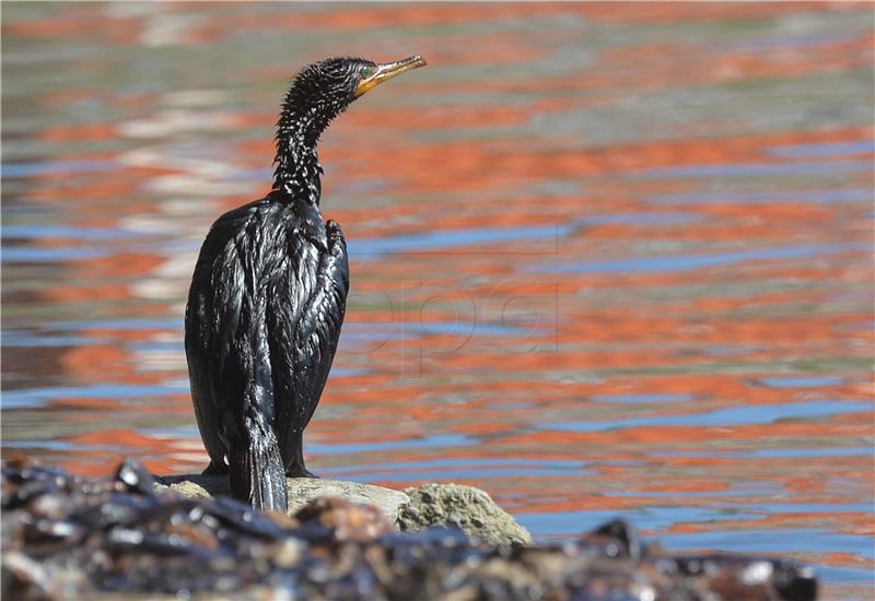 ITALY POLLUTION OIL SPILL IN GENOA