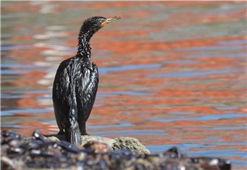 ITALY POLLUTION OIL SPILL IN GENOA