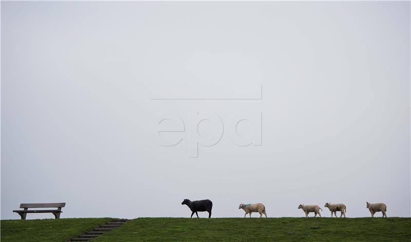 GERMANY BLACK SHEEP