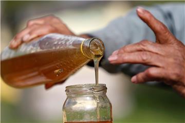 INDIA KASHMIR BEE KEEPING