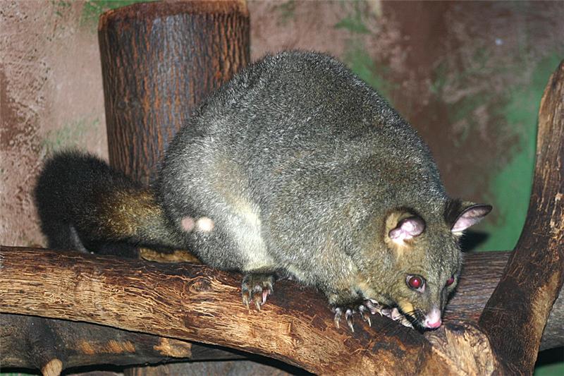 Dan Australije" u subotu u zagrebačkom ZOO-u