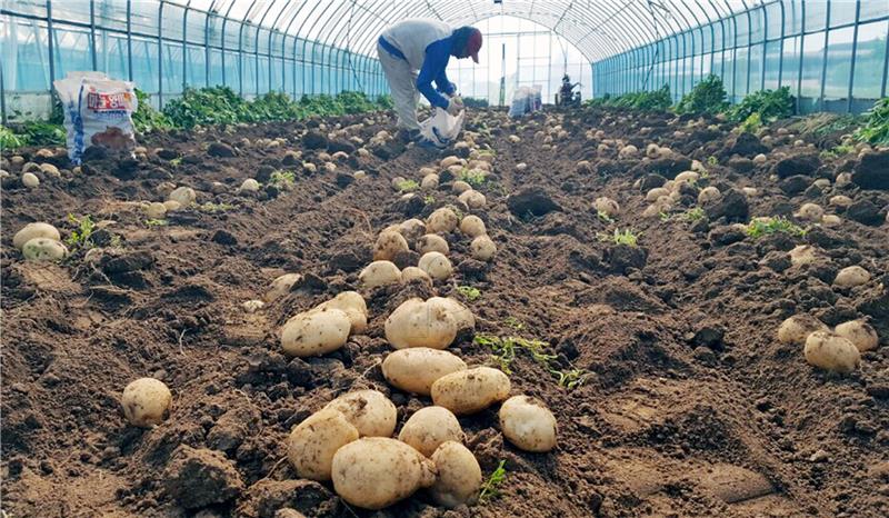 SOUTH KOREA AGRICULTURE