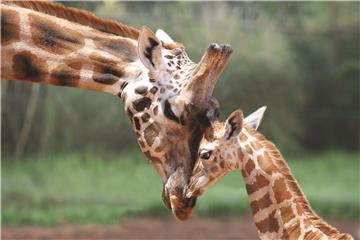 AUSTRALIA ANIMALS GIRAFFE DIES