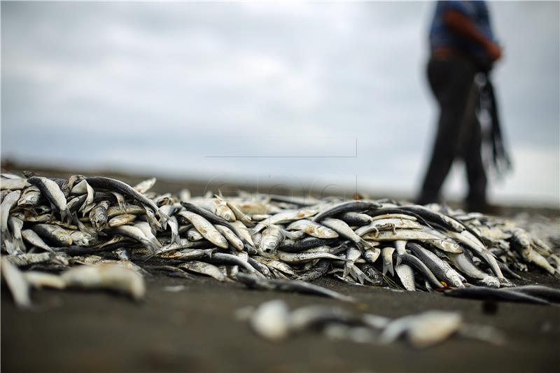 CHILE RED TIDE AFTERMATH