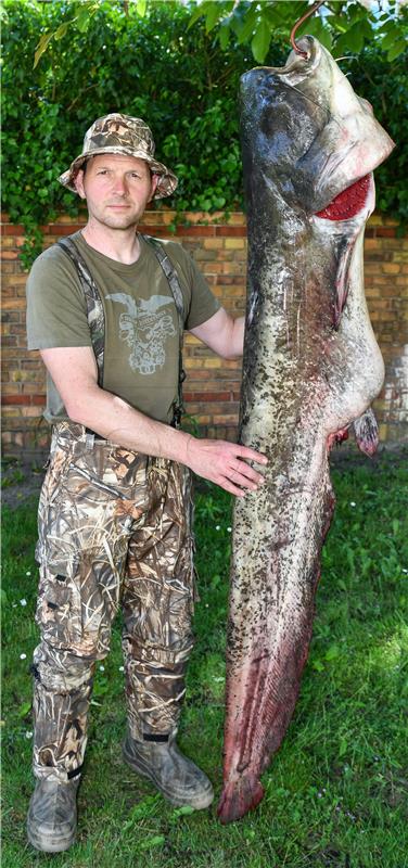 GERMANY FISHING GIANT CATFISH CAUGHT