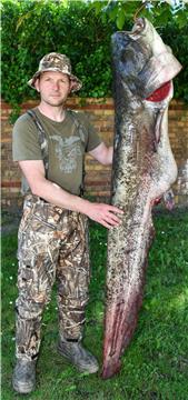 GERMANY FISHING GIANT CATFISH CAUGHT