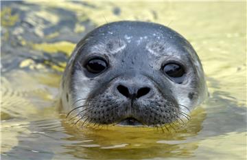 GERMANY ANIMALS SEAL PUP