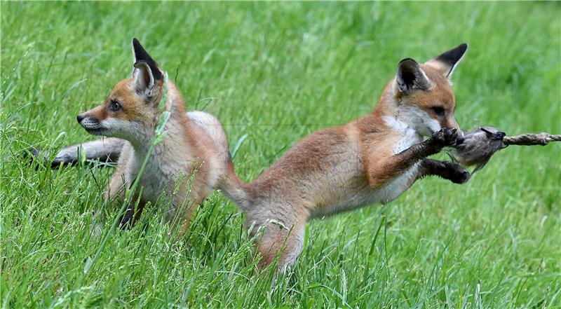 GERMANY ANIMALS FOX CUBS