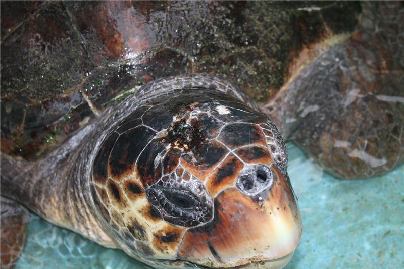 Brijuni će i ovog će ljeta brinuti o "Vatrenom", mužjaku glavate želve s teškim ozljedama