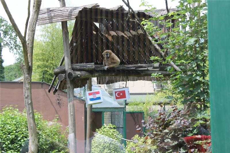 Zagrebački ZOO slavi 91. rođendan - gibon Kent prognozirao pobjedu Hrvatske nad Turskom