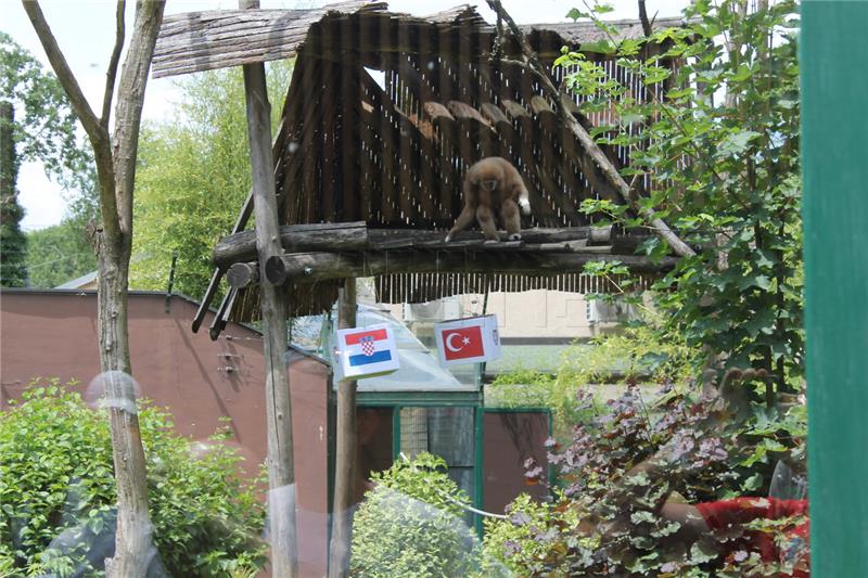 Zagrebački ZOO slavi 91. rođendan - gibon Kent prognozirao pobjedu Hrvatske nad Turskom