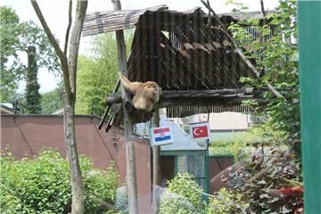 Zagrebački ZOO slavi 91. rođendan - gibon Kent prognozirao pobjedu Hrvatske nad Turskom