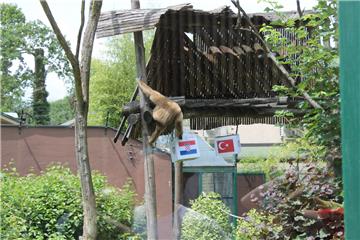 Zagrebački ZOO slavi 91. rođendan - gibon Kent prognozirao pobjedu Hrvatske nad Turskom