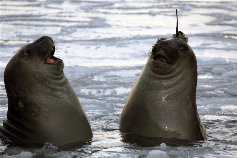 AUSTRALIA ANIMALS ELEPHANT SEAL TRACKING