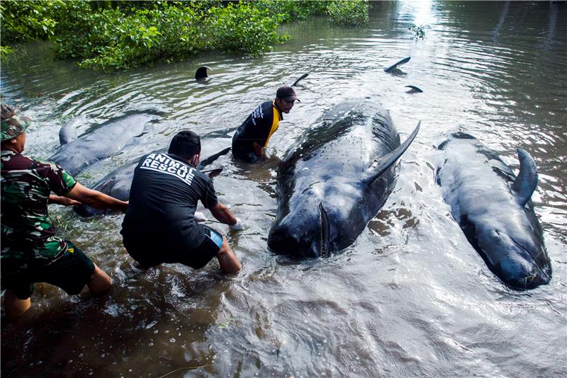 U Indoneziji se nasukala 32 kita pilota, deset ih uginulo