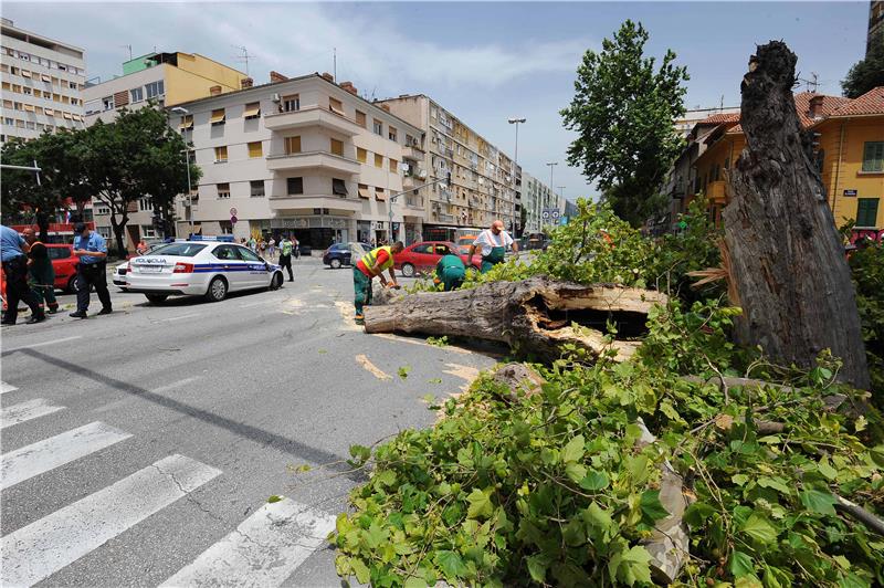 Na policijski auto u vožnji palo stablo - policajci neozlijeđeni