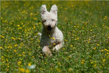 HUNGARY ANIMALS PUMI DOGS