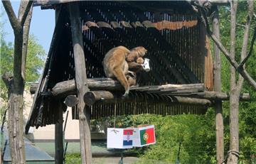 EURO 2016 - gibon Kenti ponovno odabrao Hrvatsku 