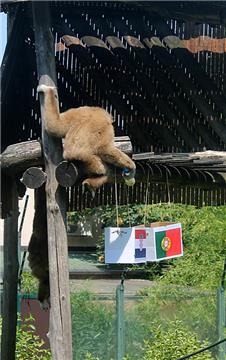 EURO 2016 - gibon Kenti ponovno odabrao Hrvatsku 