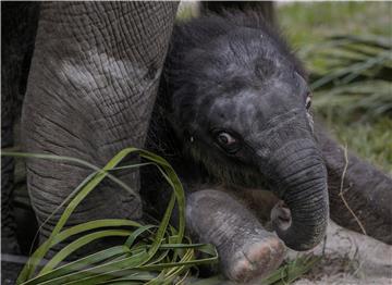 SINGAPORE BABY ELEPHANT