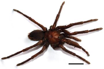 COLOMBIA NEW SPECIES OF TARANTULA