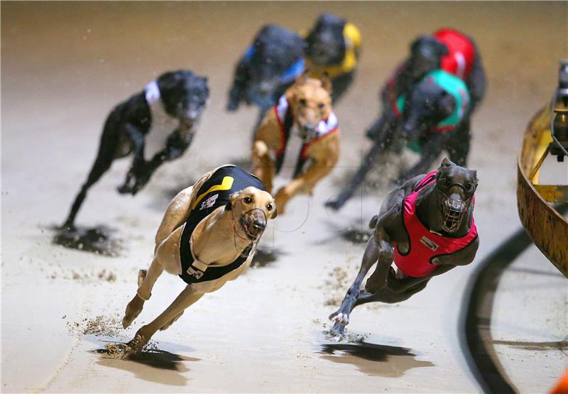 AUSTRALIA GREYHOUND RACING