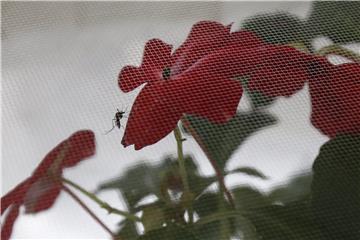 U Španjolskoj rođeno prvo dijete s mikrocefalijom