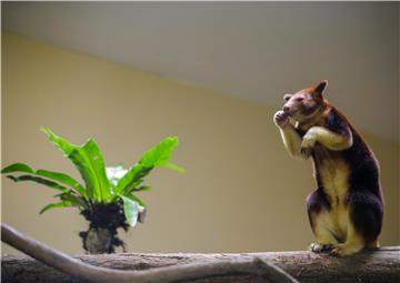 SINGAPORE ANIMALS TREE KANGAROO