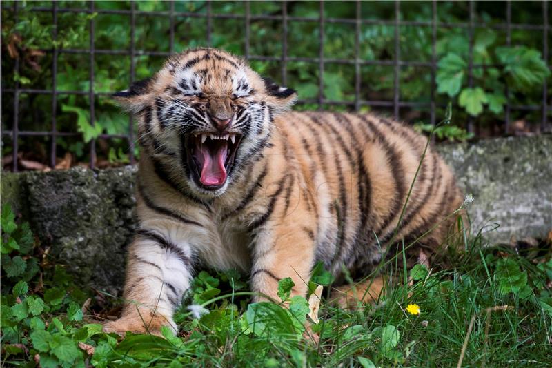 HUNGARY ANIMALS SIBERIAN TIGER CUB