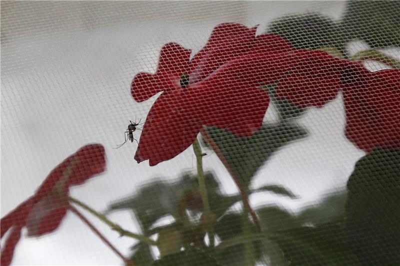 SAD: krenula klinička ispitivanja cjepiva protiv zika virusa 