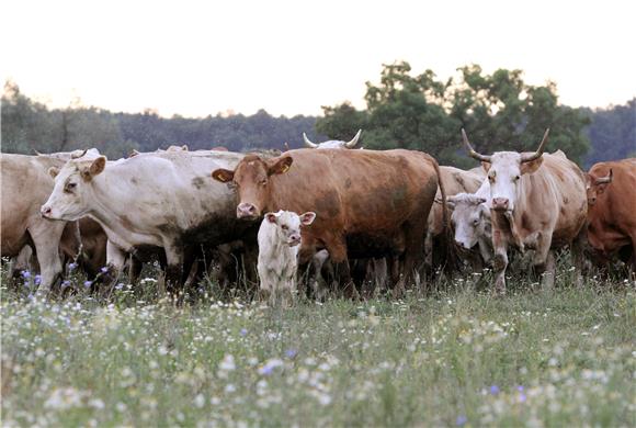 Hormoni u kravljem mlijeku nisu štetni za zdravlje - slovenski znanstvenici