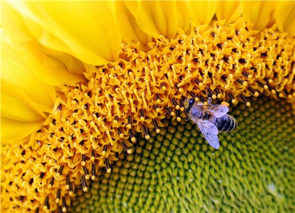 Znanstvenici napokon otkrili zašto suncokreti prate Sunce