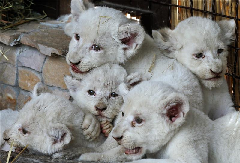 UKRAINE ANIMALS NEWBORN LIONS