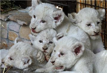 UKRAINE ANIMALS NEWBORN LIONS