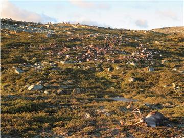 Više od 300 sobova stradalo od munje u južnoj Norveškoj