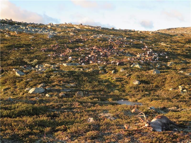 NORWAY REINDEER LIGHTING