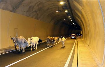 Stado krava u tunelu Stupica