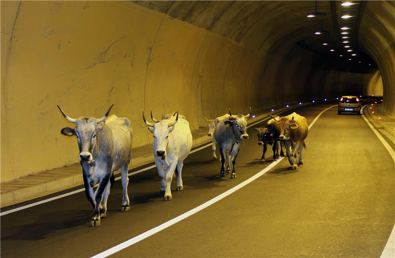 Stado krava u tunelu Stupica