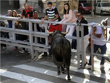 SPAIN TRADITIONS CUELLAR BULL RUN