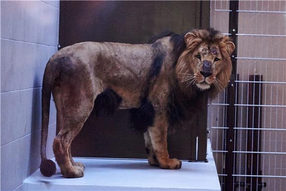 Kabulski ZOO ponovo živi, ratu unatoč