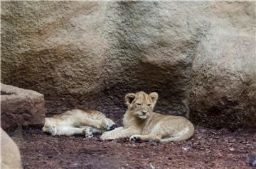 Zagrepčani biraju imena mladim lavićima iz ZOO-a